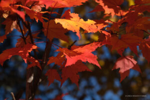 Sun lights up red and orange maple leaves with blue sky showing beyond.