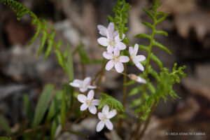 Tiny pink flowers growing between green fern fronds, poking through the dead leaves on the forest floor